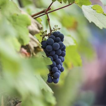 Black grapes growing on a vine